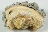 Fossil Clam with Fluorescent Calcite Crystals - Ruck's Pit #191763-1